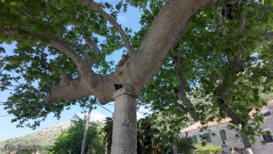 Arboretum Trsteno – Divovi na tuđoj zemlji – fotografija 3