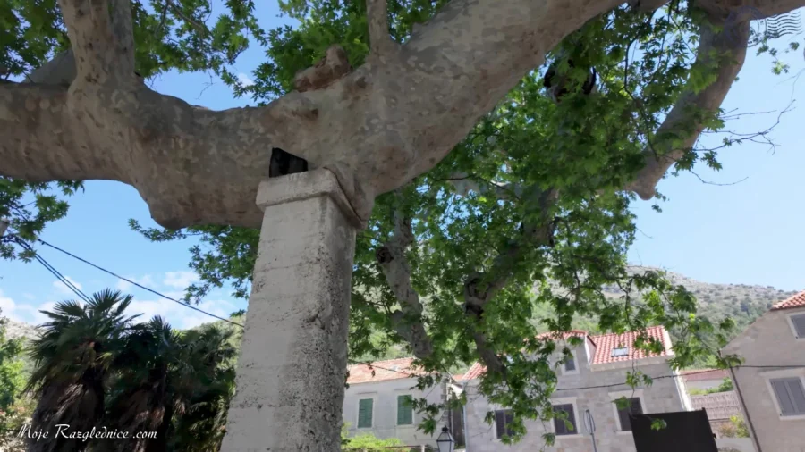 Arboretum Trsteno – Divovi na tuđoj zemlji – fotografija 4