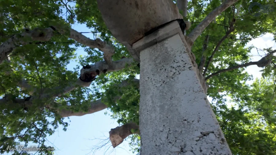 Arboretum Trsteno – Divovi na tuđoj zemlji – fotografija 5