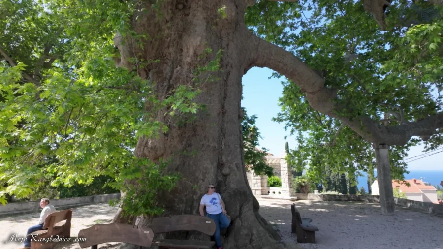 Arboretum Trsteno – Divovi na tuđoj zemlji – fotografija 6