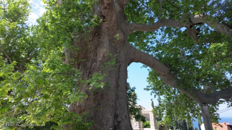Arboretum Trsteno – Divovi na tuđoj zemlji – fotografija 7