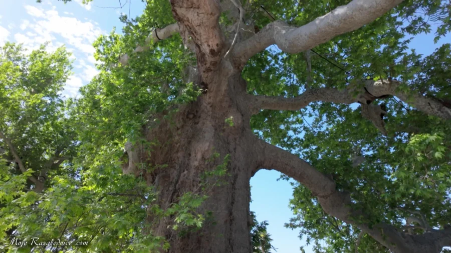 Arboretum Trsteno – Divovi na tuđoj zemlji – fotografija 8