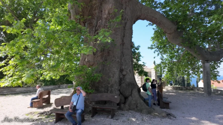 Arboretum Trsteno – Divovi na tuđoj zemlji – fotografija 9
