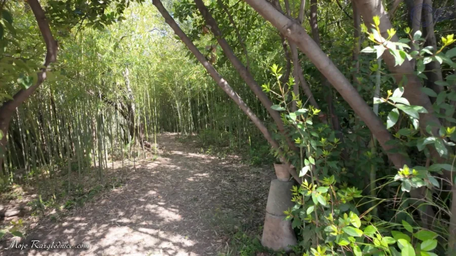 Arboretum Trsteno – Divovi na tuđoj zemlji – fotografija 24