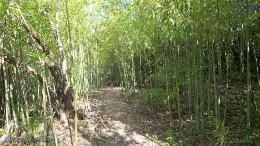 Arboretum Trsteno – Divovi na tuđoj zemlji – fotografija 25