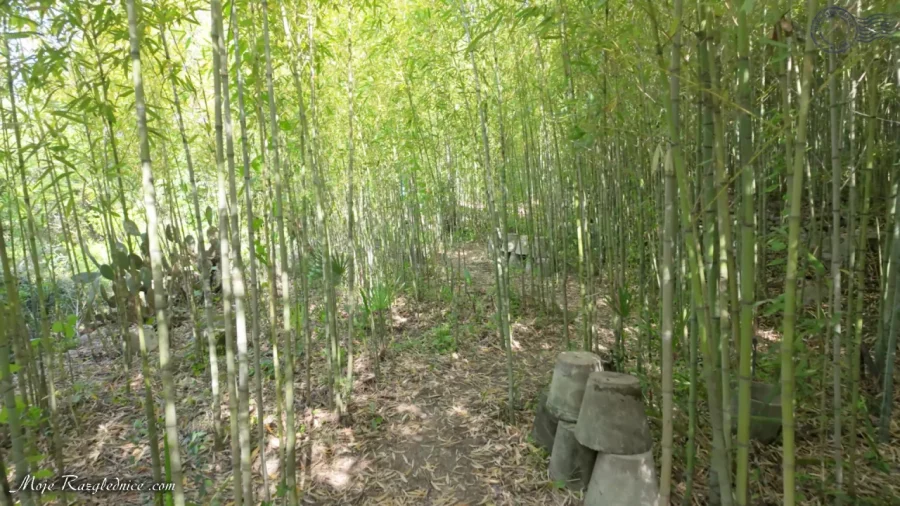 Arboretum Trsteno – Divovi na tuđoj zemlji – fotografija 27