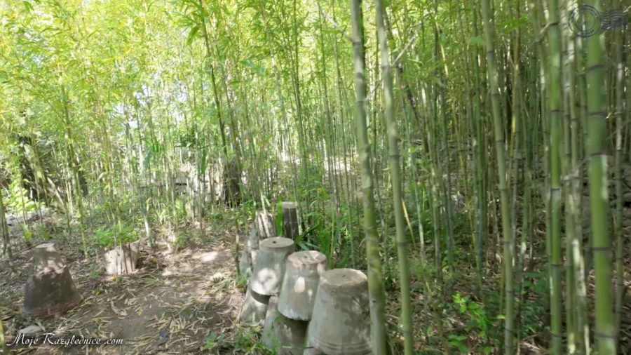 Arboretum Trsteno – Divovi na tuđoj zemlji – fotografija 28