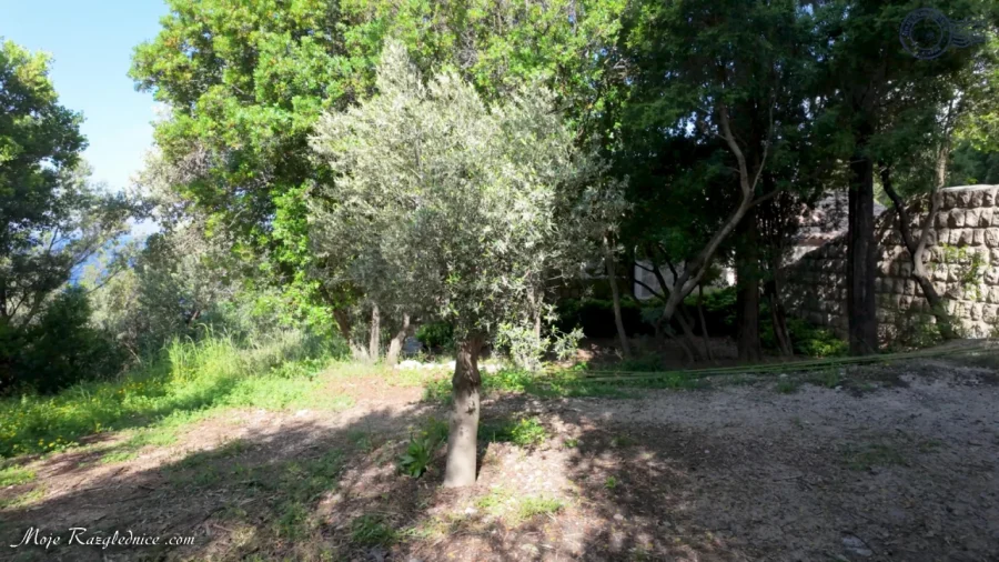 Arboretum Trsteno – Divovi na tuđoj zemlji – fotografija 29