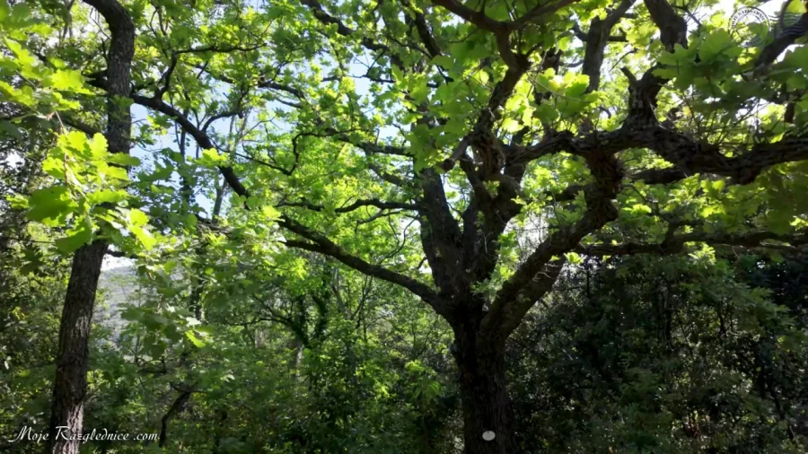 Arboretum Trsteno – Divovi na tuđoj zemlji – fotografija 33