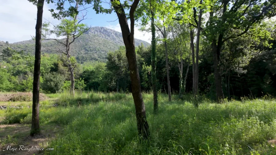 Arboretum Trsteno – Divovi na tuđoj zemlji – fotografija 35