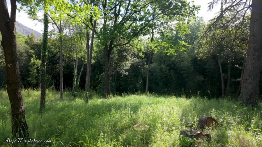 Arboretum Trsteno – Divovi na tuđoj zemlji – fotografija 36