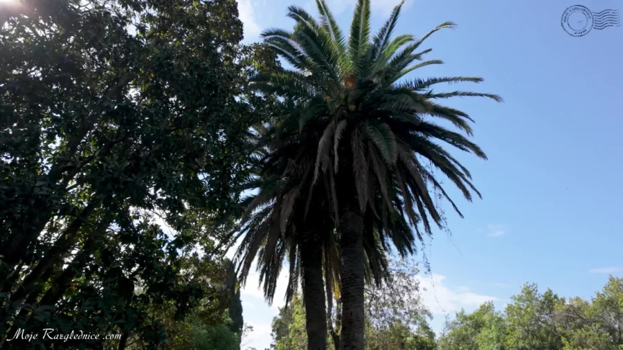 Arboretum Trsteno – Divovi na tuđoj zemlji – fotografija 37
