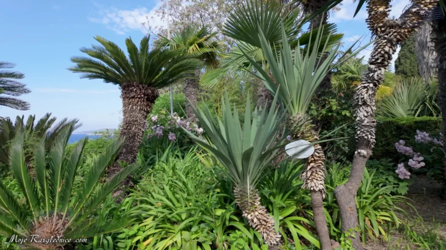 Arboretum Trsteno – Divovi na tuđoj zemlji – fotografija 56
