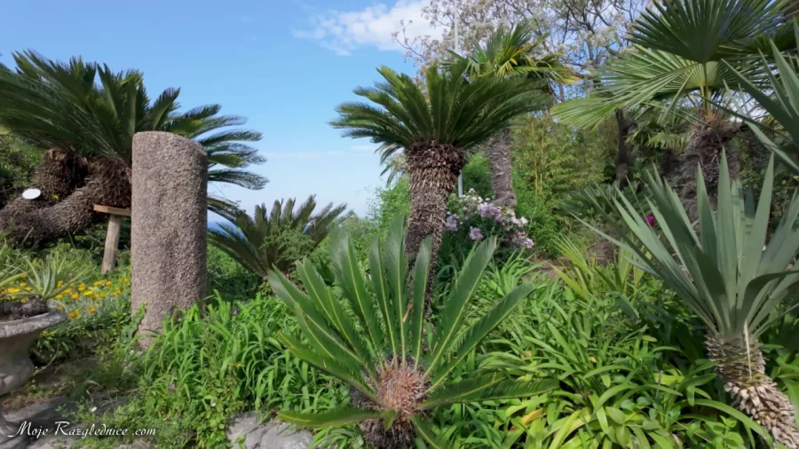 Arboretum Trsteno – Divovi na tuđoj zemlji – fotografija 57