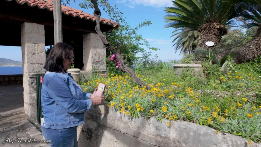Arboretum Trsteno – Divovi na tuđoj zemlji – fotografija 59