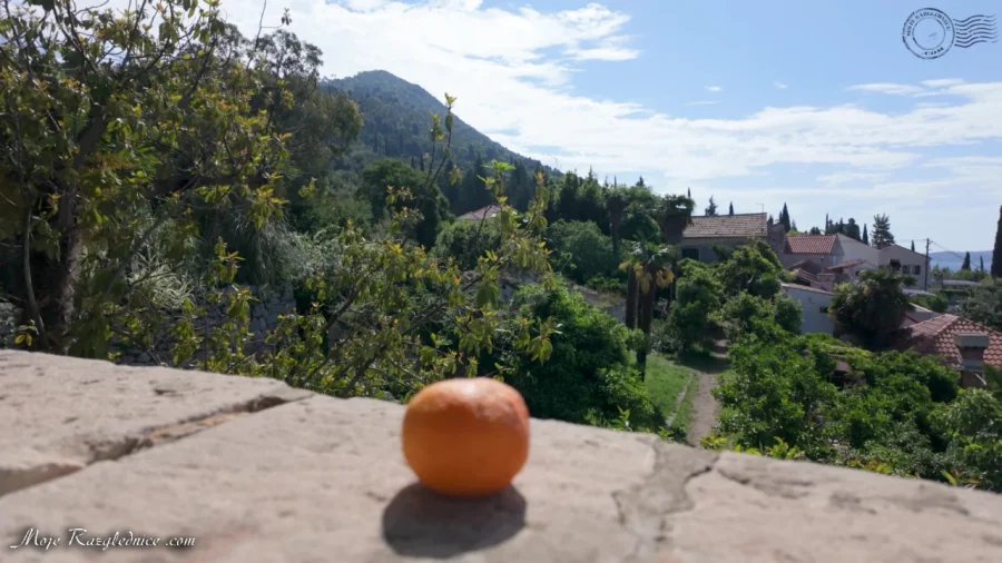 Arboretum Trsteno – Divovi na tuđoj zemlji – fotografija 70