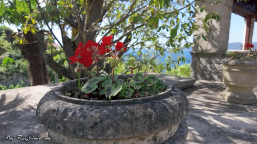 Arboretum Trsteno – Divovi na tuđoj zemlji – fotografija 71