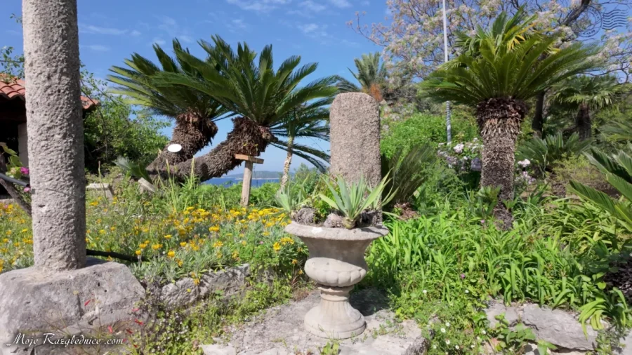 Arboretum Trsteno – Divovi na tuđoj zemlji – fotografija 72