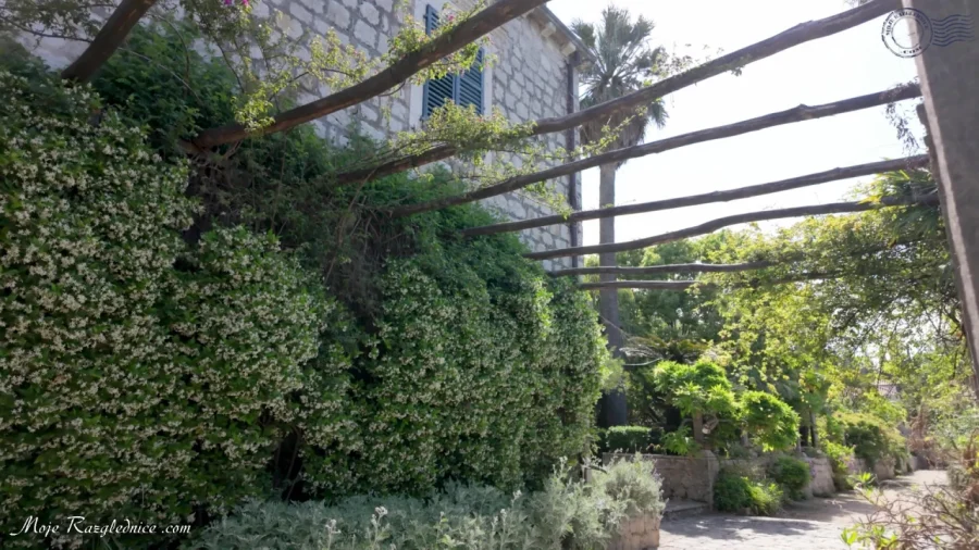 Arboretum Trsteno – Divovi na tuđoj zemlji – fotografija 74