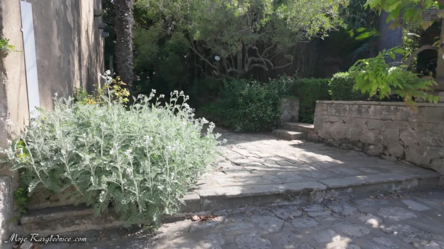 Arboretum Trsteno – Divovi na tuđoj zemlji – fotografija 75