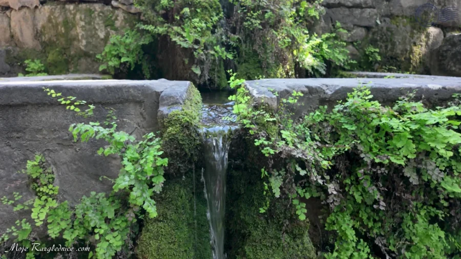 Arboretum Trsteno – Divovi na tuđoj zemlji – fotografija 85