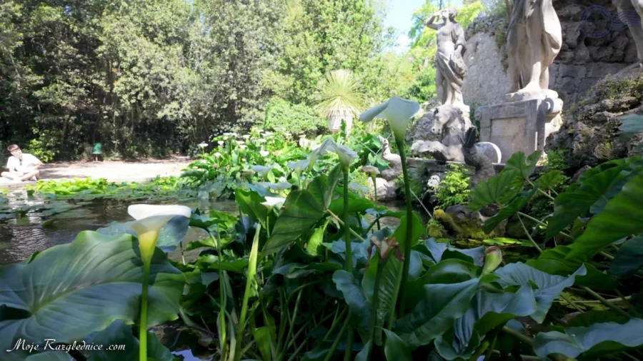 Arboretum Trsteno – Divovi na tuđoj zemlji – fotografija 89