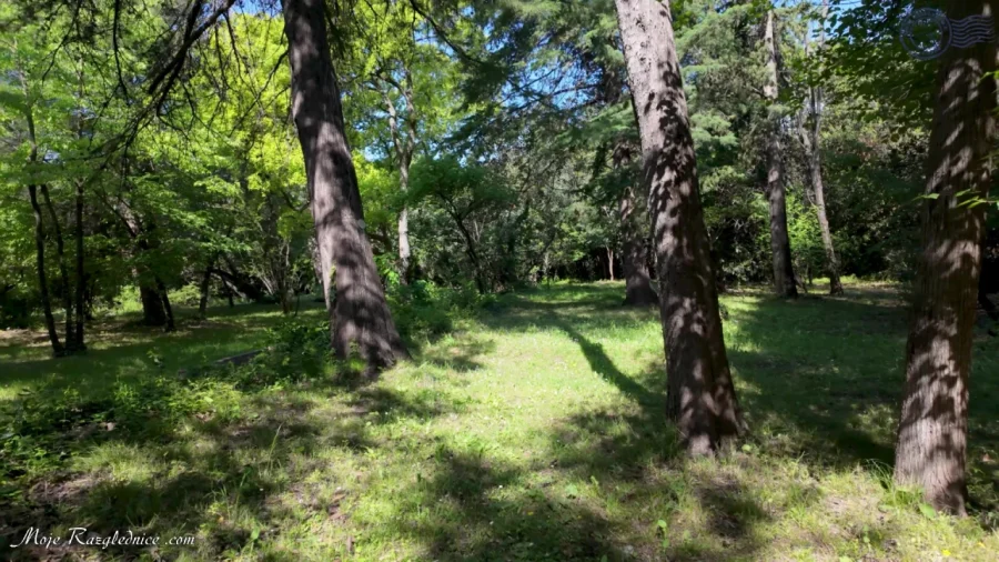 Arboretum Trsteno – Divovi na tuđoj zemlji – fotografija 92