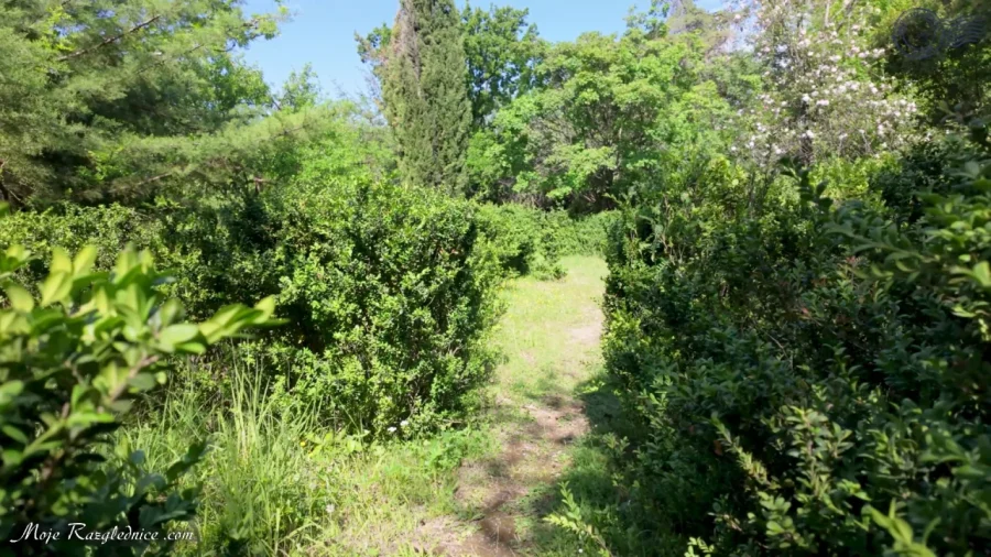 Arboretum Trsteno – Divovi na tuđoj zemlji – fotografija 94
