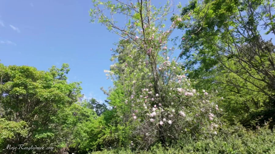 Arboretum Trsteno – Divovi na tuđoj zemlji – fotografija 95