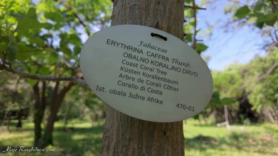 Arboretum Trsteno – Divovi na tuđoj zemlji – fotografija 96