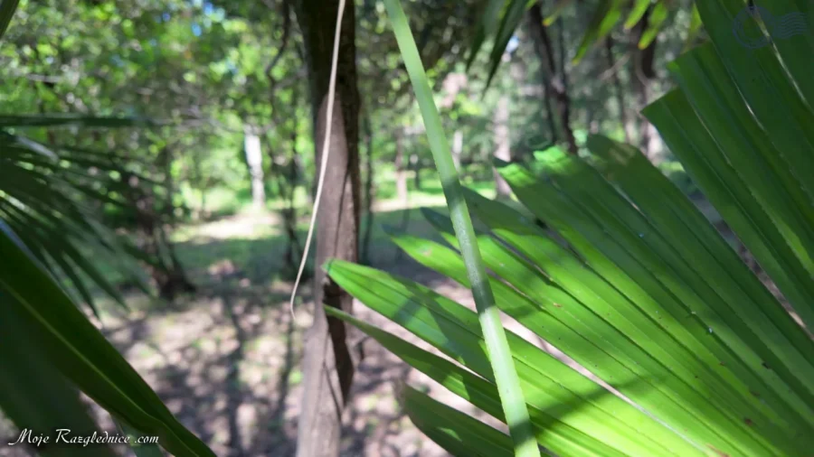 Arboretum Trsteno – Divovi na tuđoj zemlji – fotografija 98
