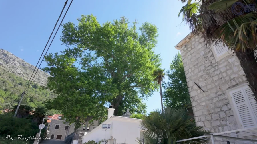 Arboretum Trsteno – Divovi na tuđoj zemlji – fotografija 101