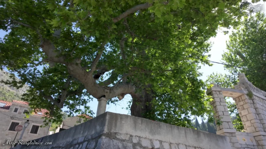 Arboretum Trsteno – Divovi na tuđoj zemlji – fotografija 102