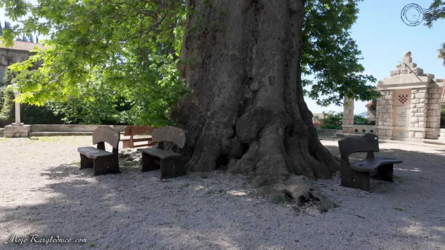 Arboretum Trsteno – Divovi na tuđoj zemlji – fotografija 105