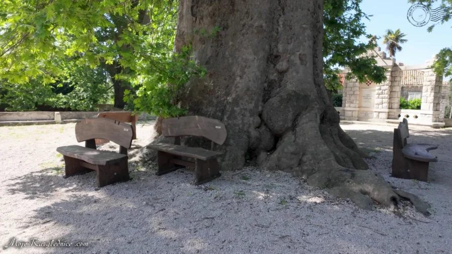 Arboretum Trsteno – Divovi na tuđoj zemlji – fotografija 106