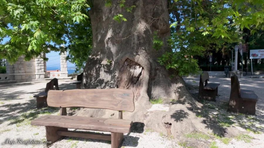 Arboretum Trsteno – Divovi na tuđoj zemlji – fotografija 107